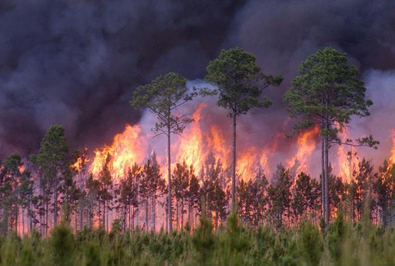 Two Massive Wildfires Burn Over 52,000 Acres in Southeast Georgia